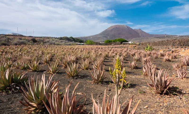 aloe vera Lanzarote