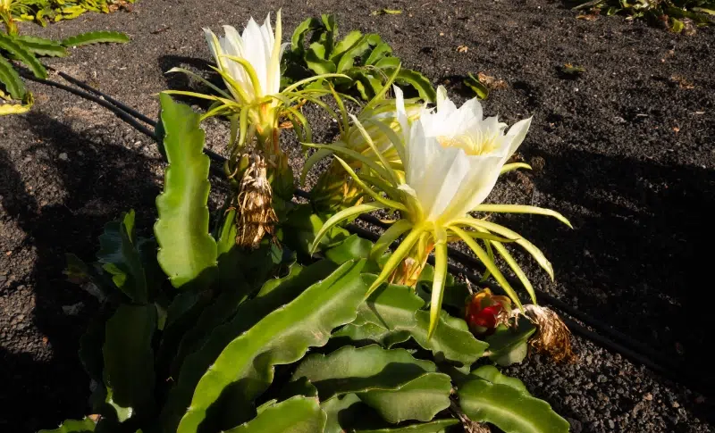 pitaya flower