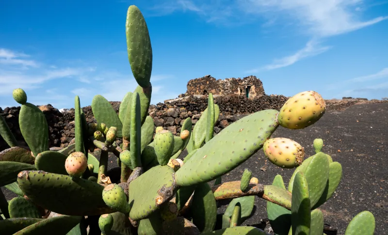 Prickly Pear Cactus