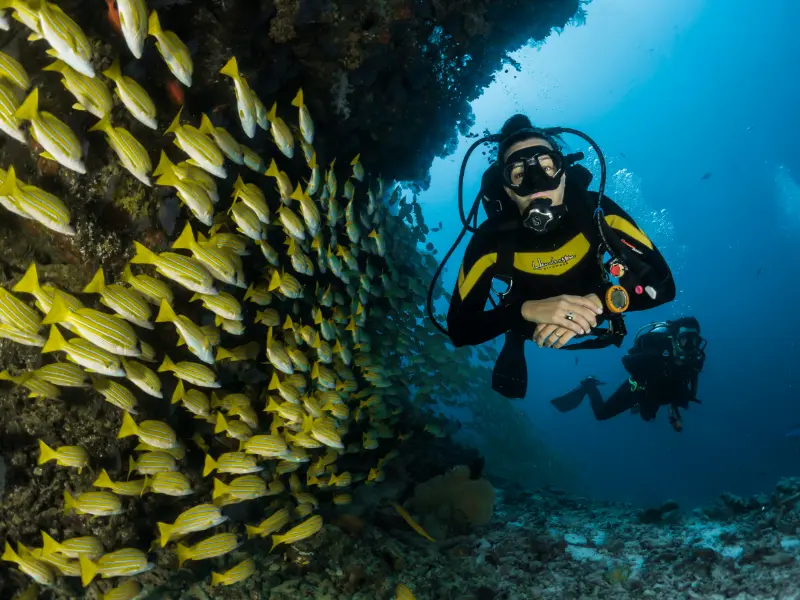 scuba diving with fish