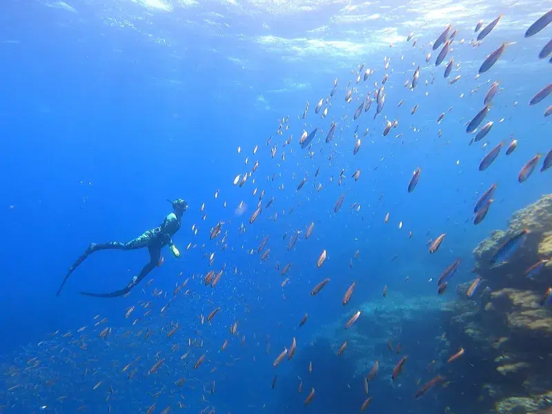 freediving swim with fishes